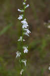 Pale lobelia